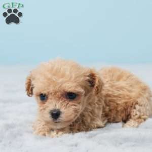 Belle, Bich-Poo Puppy
